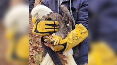 Injured bald eagle rescued by US Park Police officer in Maryland