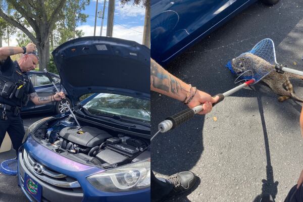 Officers help rescue injured raccoon from car engine